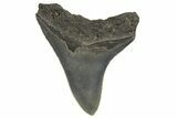 Serrated, Fossil Megalodon Tooth - South Carolina #321293-1